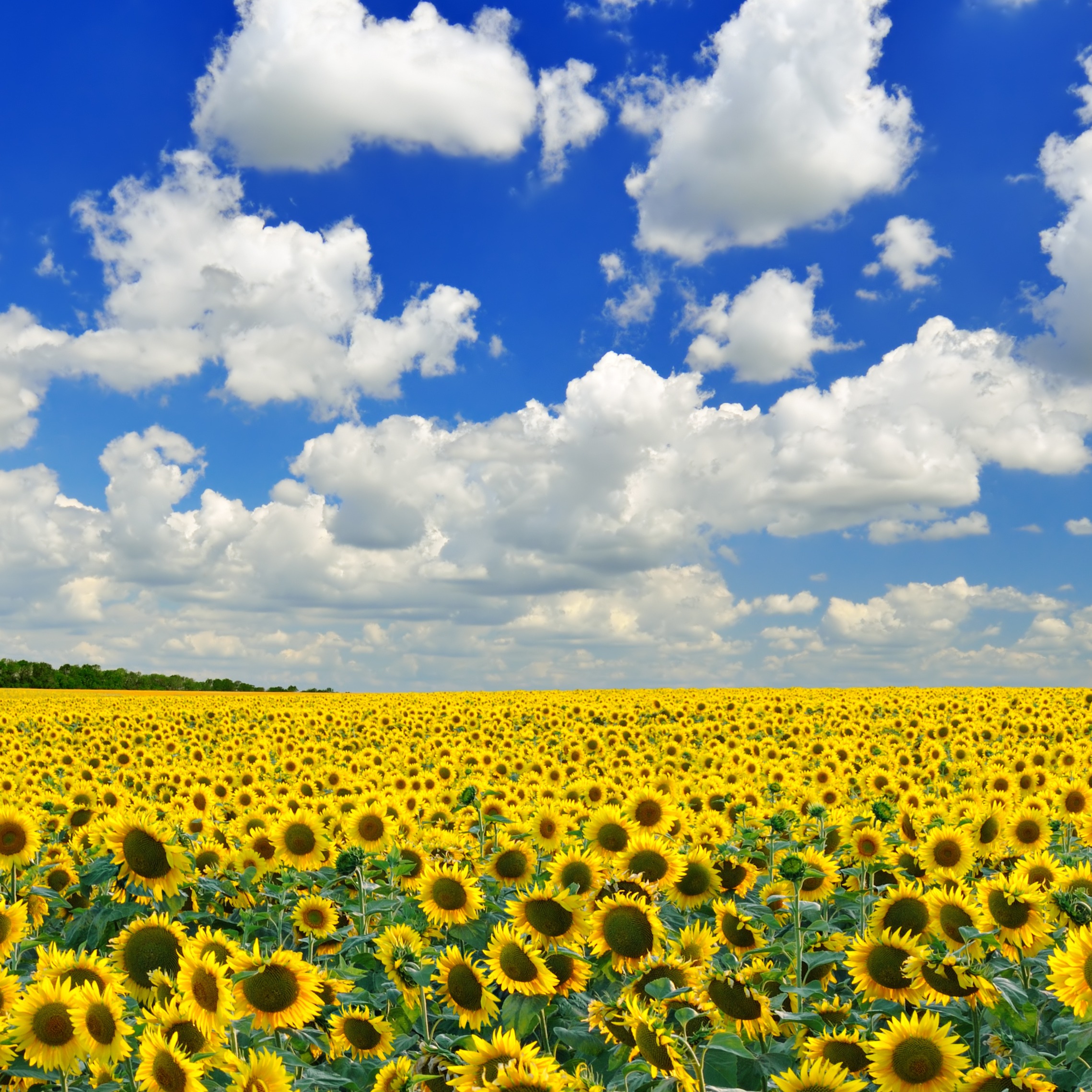 Vseichas эко логика